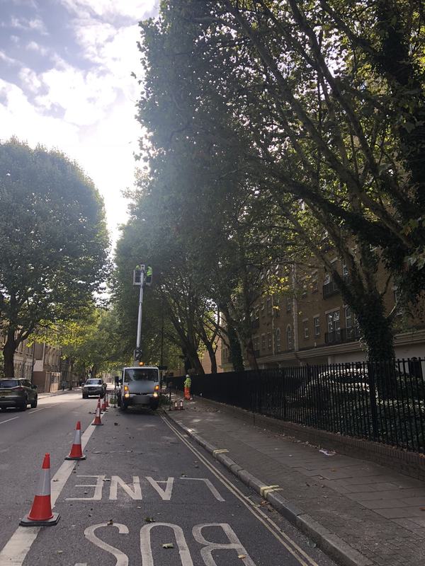 Cherry picker working along a tree-lined street with traffic cones setting out the work area