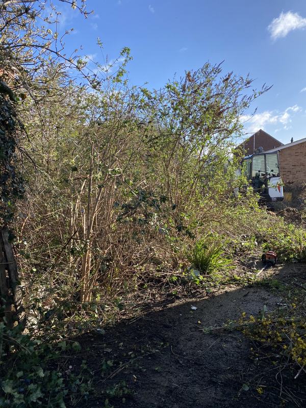 Overgrown garden plot with dense shrubs and brambles, with a mini digger waiting behind